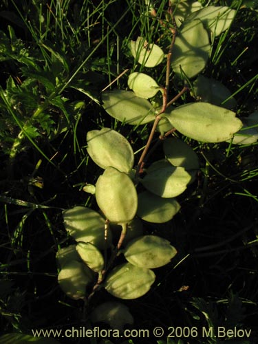 Image of Sarmienta repens (Medallita). Click to enlarge parts of image.